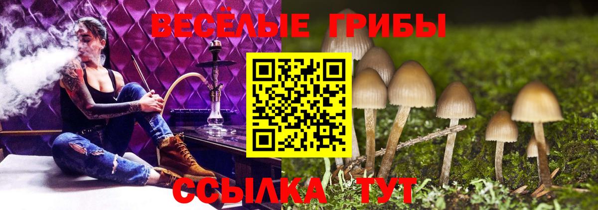 Галлюциногенные грибы Psilocybe Кызыл